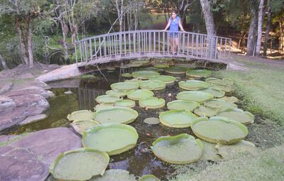 Una visitante del complejo aprecia los yrupê que están en temporada de floración.