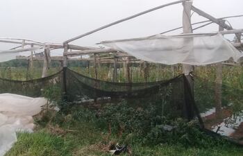 Invernaderos y producciones agrícolas afectados tras fuerte temporal en el Departamento de Caaguazú.