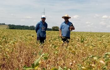 El pequeño productor de soja de la zona de Natalio, Itapúa, Luciano Martínez, junto a otro productor, en en un sojal de la campaña 2022 que afectado la sequía que produjo La Niña, que en general causó mermas del 65% en promedio.