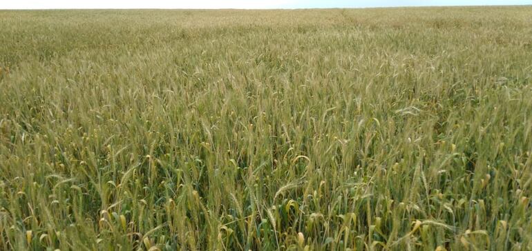 Parcela trigo de Natalio, Itapúa, afectada fuertemente por una de las heladas que ocurrió en su estadío sensible, gentileza de Víctor Dickel.