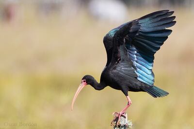 Karãu'i rova pytã (Phimosus infuscatus), fotografía gentileza de Oscar Bordon, Naturaleza de Paraguay en fotografía.