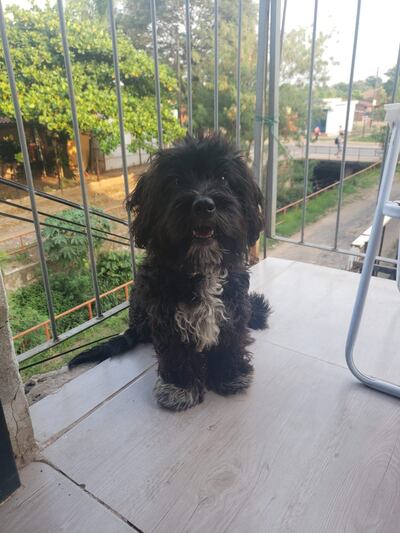 Tiene el pelo negro.