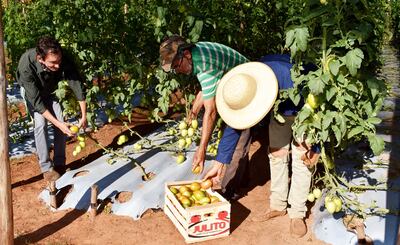 Los productores cosechan tomate en una de las parcelas.