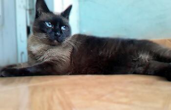 El gato comienza a ser anciano desde los 6 años y sus cuidados deben cambiar.