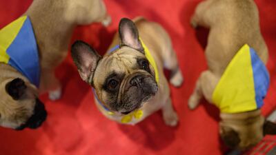 Decenas de miles de apasionados por los perros se reunieron el jueves en el mayor salón canino del mundo, Crufts.