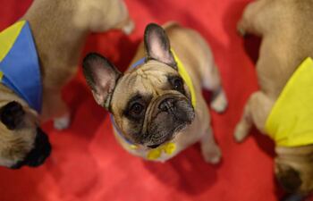 Decenas de miles de apasionados por los perros se reunieron el jueves en el mayor salón canino del mundo, Crufts.