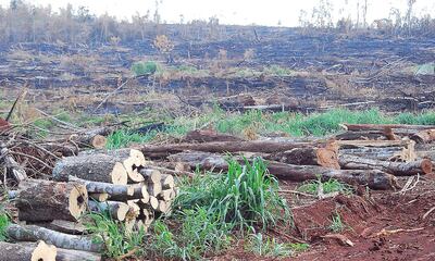 El informe del Instituto Ambiental de Estocolmo habla de deforestación, pero en Paraguay se practica el sistema silvopastoril, que es la cría de ganado en reforestación y pasturas.