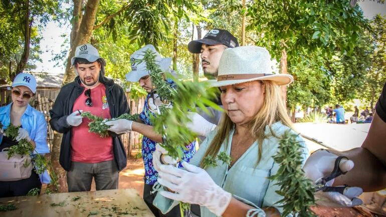 Fotos de las cosechas públicas de cannabis realizadas en Agüerito, San Pedro. Impulsores de actividades buscan fomentar encuentro entre productores y usuarios este domingo en la Plaza Italia de Asunción.