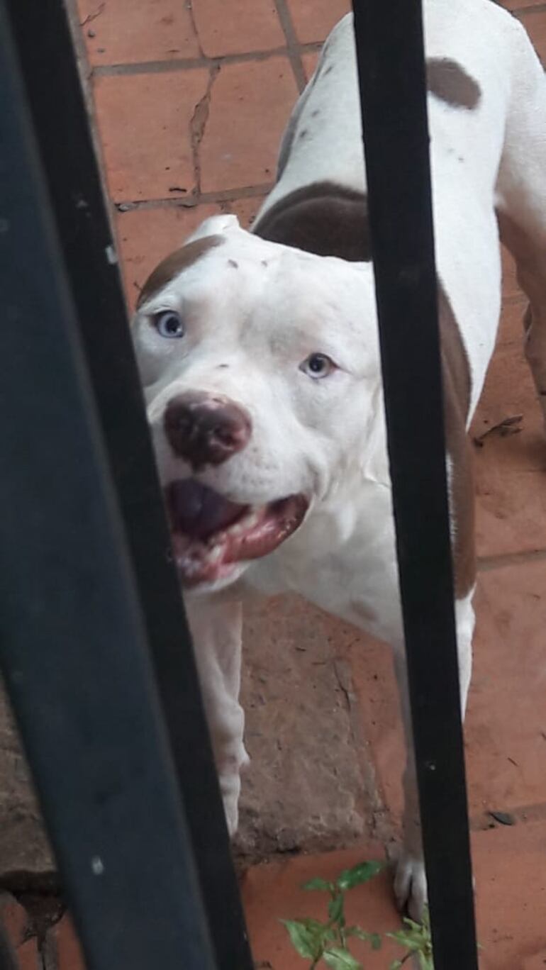 Uno de los perros que había atacado a estas personas en Luque.