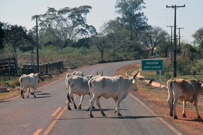 Los animales sueltos cubren la calzada y muchas veces los conductores no ven de las curvas cerradas que tiene dicho tramo vial