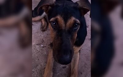 Renguea por un accidente que le afectó la pata trasera.