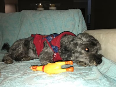 "Tobías Nicolás", mascota perdida