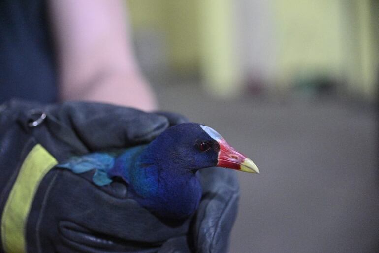 Tingua azul rescatado por los bomberos anoche.