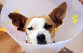 Los principales síntomas de la dermatitis canina pueden ser picor o comezón. Foto: Pixabay