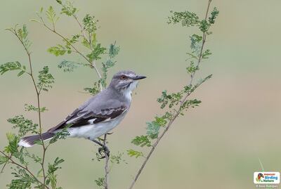 Pepoasa (Xolmis cinereus), fotografía gentileza de Oscar Rodríguez (Paraguay Birding & Nature)