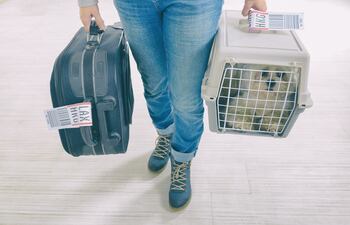 Si no tiene alguien de confianza para dejar a su perro y tampoco desea llevarlo a un hotel debe averiguar lo que exige el país a donde quiere ir de vacaciones. Es preciso pensar en el animal que también se estresa con un viaje largo y puede enfermar si no lo cuida como debe ser. Foto: Shutterstock.