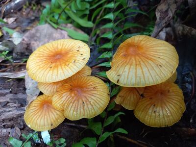 Hongos que crecen de un árbol, rodeados de helechos.