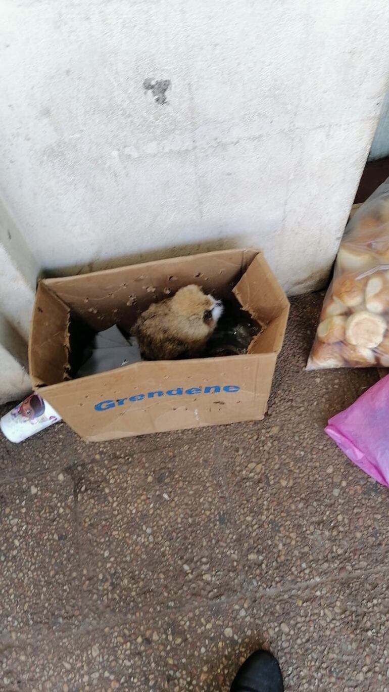 En cartones, sin agua y sin comidas son puestos a la venta los animales en el centro de San Lorenzo.