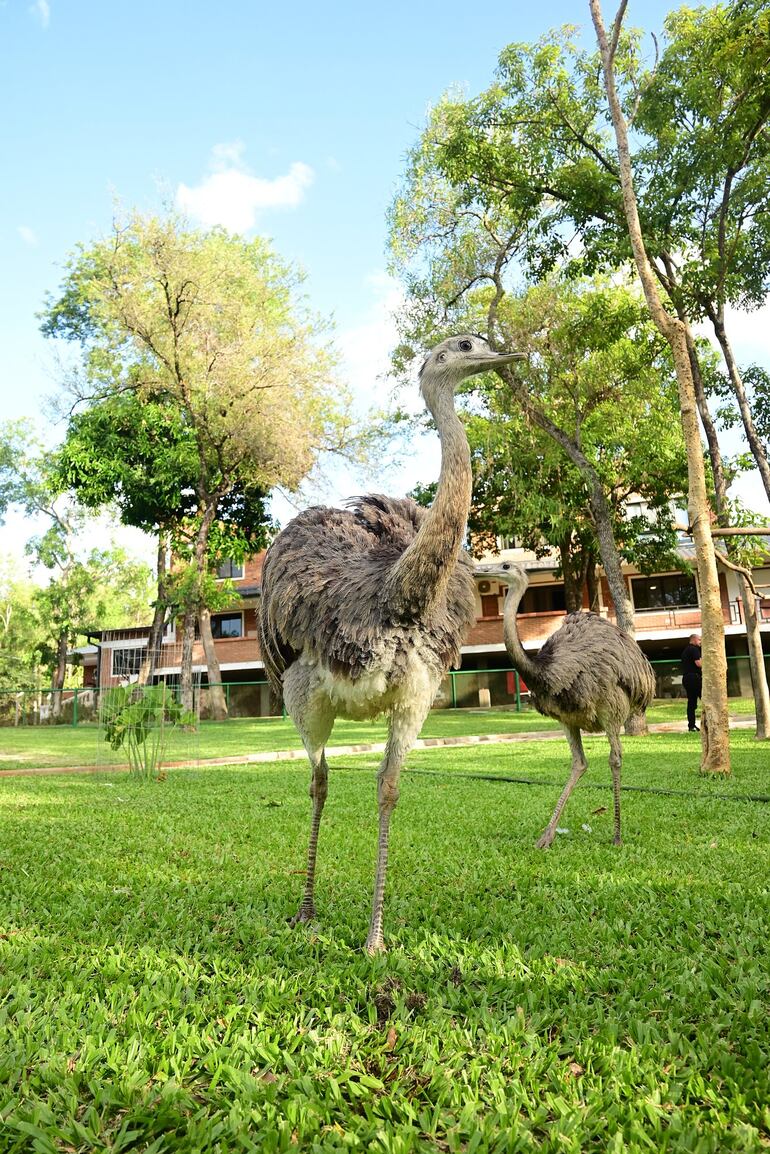 Animales por doquier.