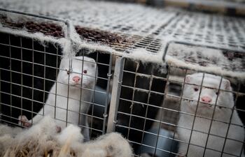 Unos visones miran desde su jaula en la granja de Henrik Nordgaard Hansen y Ann-Mona Kulsoe Larsen, quienes tendrán que sacrificar todos sus ejemplares.