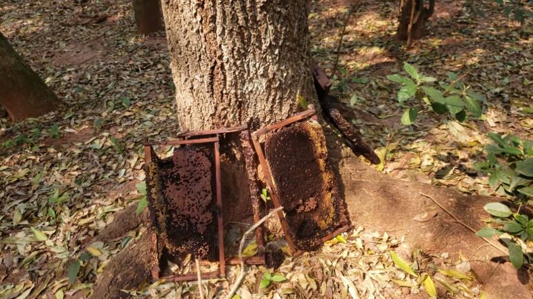 Las abejas murieron dentro de sus panales.