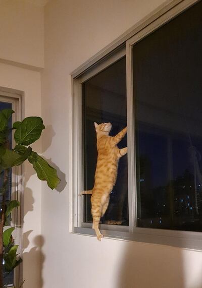 En caso de vivir en un departamento el felino tendrá rascadores y accesorios que se ofrecen en tiendas especializadas que le motiven a moverse.