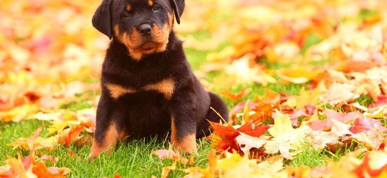 El parvo es un virus que afecta a los cachorros de perro a partir de las primeras semanas de vida. Para combatir el contagio es a través de la vacunación de los cachorros.