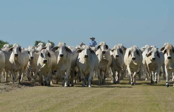 La ganadería atraviesa una crisis de rentabilidad por los bajos precios, pero eso no impide la solidaridad del sector.
