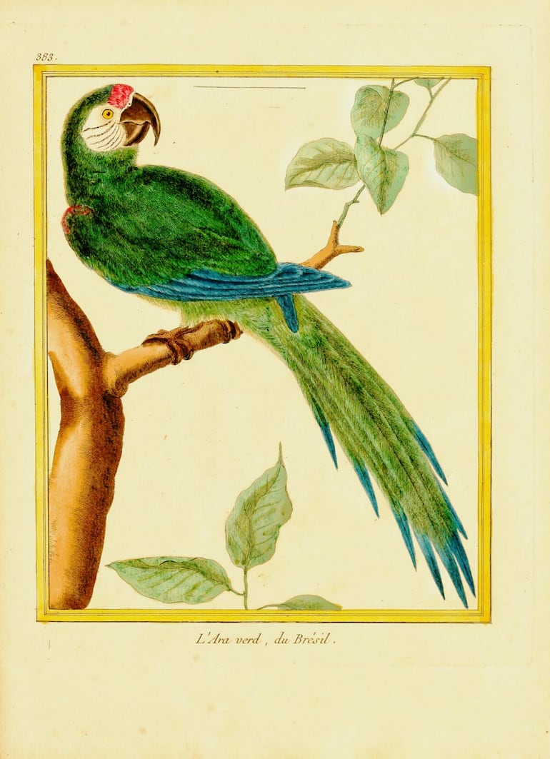 L'Ara verd, du Brésil (Psittacus severus), estampa iluminada número 383 de Martinet, Archivo General Militar de Madrid (08400)