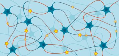 Nuestra memoria y todo lo guardado en ella se encuentra esculpida en inmensas redes de conexiones neuronales.