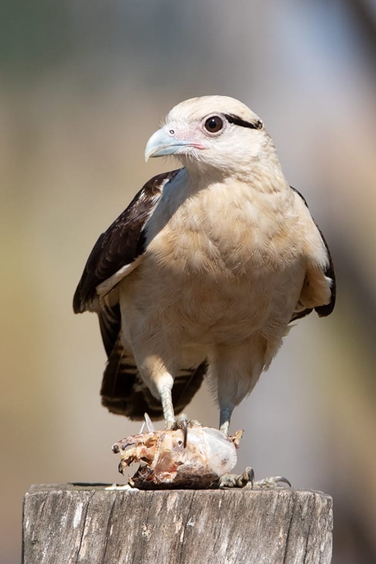 Kiri kiri (Milvago chimachima) juvenil, foto gentileza de Oscar Bordon, Naturaleza de Paraguay en fotografía.