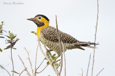 Ypekũ ñu (Colaptes campestris), fotografía gentileza de Oscar Bordon, Naturaleza de Paraguay en fotografía.