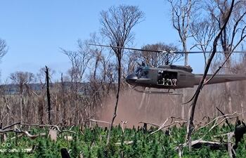 En Operativo Alianza XXXV, en Canindeyú, destruyen 138 hectáreas de marihuana.