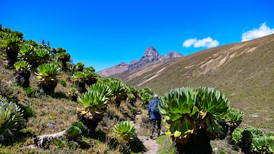 El sendero circular de ascención del monte Kenia recorre 21 kilómetros hasta los 4.100 metros, con los picos rocosos del macizo siempre a la vista.
