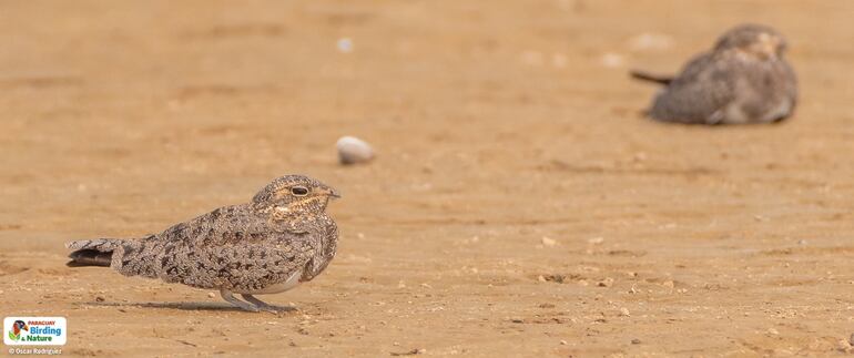 Ñacundá (Podager nacunda), fotografía gentileza de Oscar Rodríguez (Paraguay Birding & Nature), CON - Paraguay