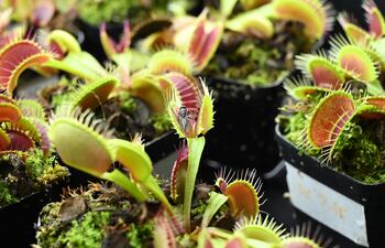 Utilizaron esta tecnología para que una dionea atrapamoscas -una planta carnívora- cierre sus "mandíbulas", formadas por dos lóbulos, cuando un teléfono inteligente emite una señal.