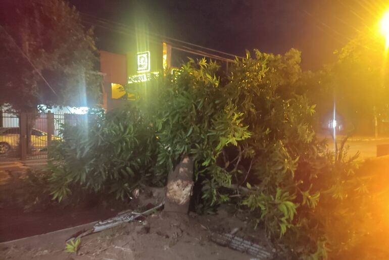 Andrés Manuel Jara Colmán, gomero de profesión, chocó contra un árbol de mango y lo echó.