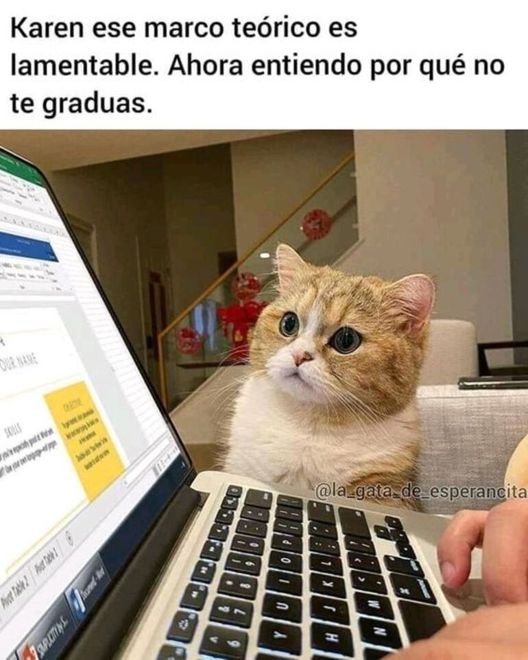 Meme del gato de Karen. Redes sociales.