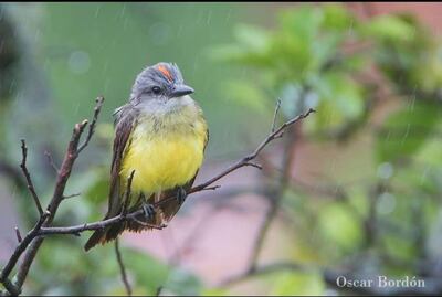 Suiriri guasu (Tyrannus melancholicus), fotografía gentileza de Oscar Bordon, Naturaleza de Paraguay en fotografía.