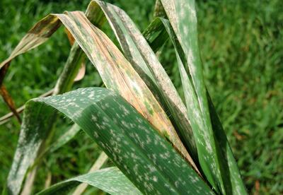 El oidio o ceniza se presenta en forma semejante a polvillos de color blanco o gris pálido en las hojas del trigo.