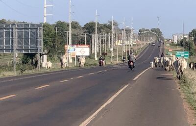 Los animales sueltos deambulan en  ambos lados de la ruta PY05, a unos cinco kilómetros del microcentro de la capital concepcionera.