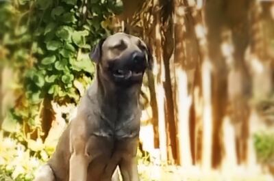 Se perdió este perro el 28 de abril.