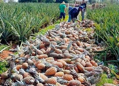 Piña cosechada en Calle San Francisco de Guayaybí.