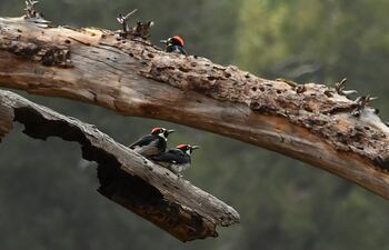 Un pájaro carpitento busca insectos en un árbol en Duarte, California.