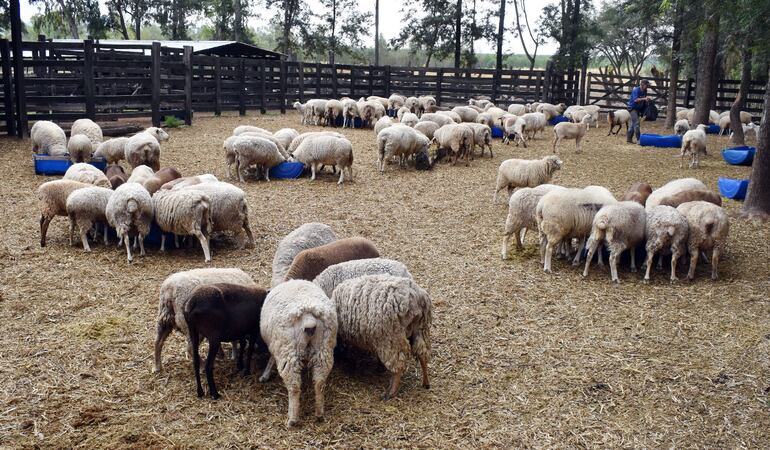 Las ovejas preñadas deben cubrir sus requerimientos y los de su cría que está creciendo. Con el balanceado de Indabal se puede lograr, con baja inversión y resultados óptimos.