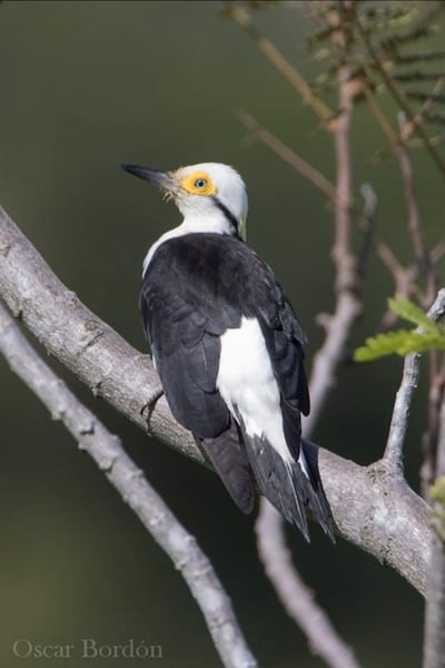 Ypeku la novia (Melanerpes candidus), foto gentileza de Oscar Bordon, Naturaleza de Paraguay en fotografía.