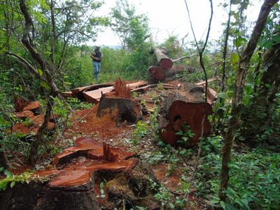 Ejemplares de árboles nativos de la reserva biológica Kangüery son convertidos en postes para su venta ilegal.
