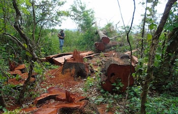 Ejemplares de árboles nativos de la reserva biológica Kangüery son convertidos en postes para su venta ilegal.