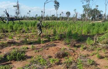 antinarcoticos-de-la-policia-destruyeron-70-hectareas-de-plantaciones-de-marihuana-y-campamentos-en-karapai--104738000000-1359520.JPG