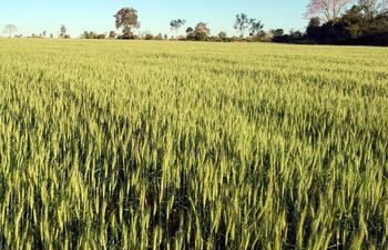 Hay zonas en donde el trigo ya está totalmente espigado; sin embargo, la falta de lluvias ya representa una preocupación.